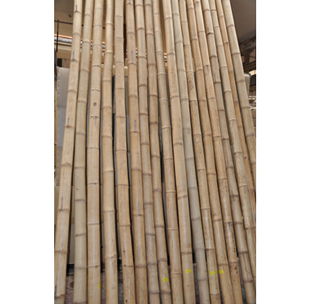 Bambusová tyč  průměr 9-10 cm, délka 2,5 metru - vzhledové vady