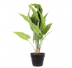 Umělá rostlina Alocasia 55 cm
