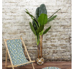 Umělá rostlina Banánovník 160 cm