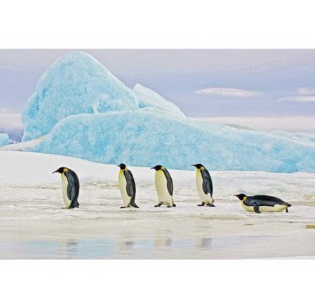 Obraz PENGUINS 120X80